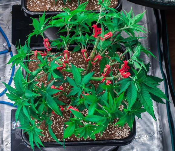 Red Hot Cookies. Week 5 - day34