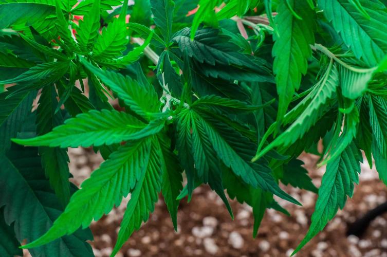 Red Hot Cookies. Week 5 - day34