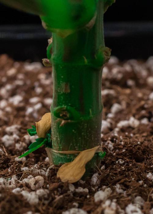 Red Hot Cookies. Week 5 - day34