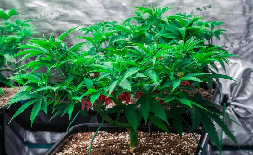 Red Hot Cookies. Week 5 - day38