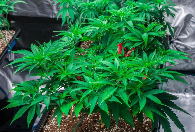 Red Hot Cookies. Week 5 - day38