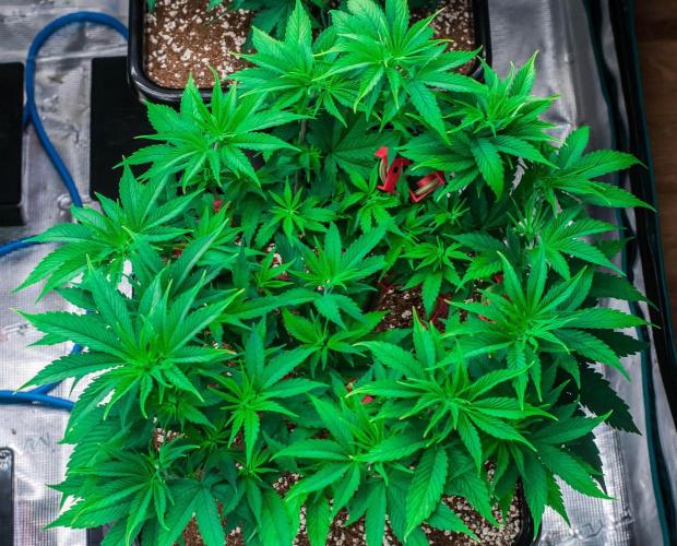 Red Hot Cookies. Week 5 - day38