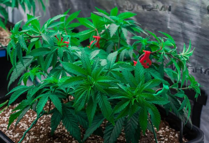 Papaya Frosting. Week 5 - day34