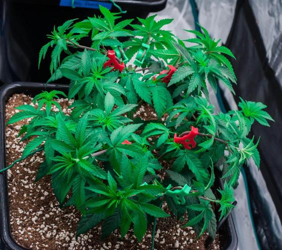 Papaya Frosting. Week 5 - day34