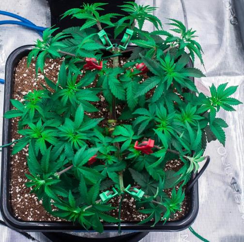 Papaya Frosting. Week 5 - day34