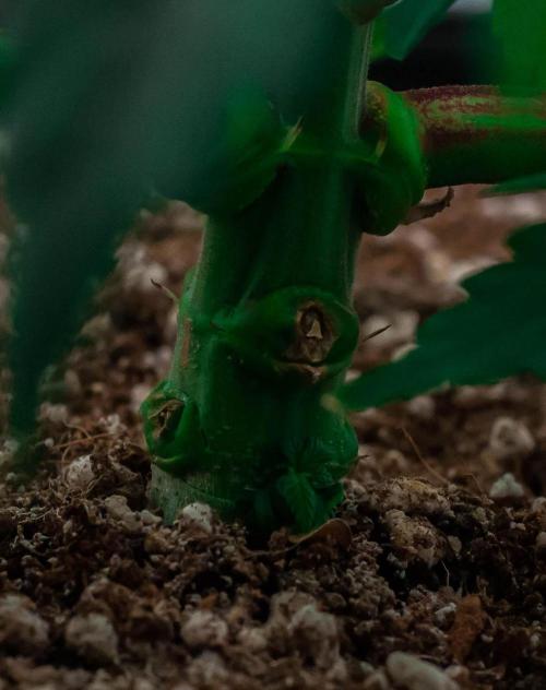 Papaya Frosting. Week 5 - day34