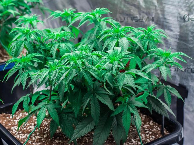 Papaya Frosting. Week 5 - day38