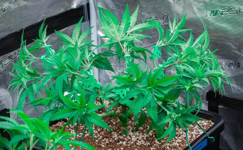 Jelly Donutz. Week 5 - day34