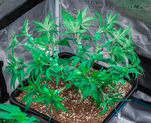 Jelly Donutz. Week 5 - day34