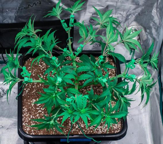 Jelly Donutz. Week 5 - day34