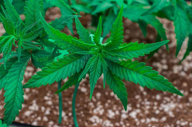 Jelly Donutz. Week 5 - day34