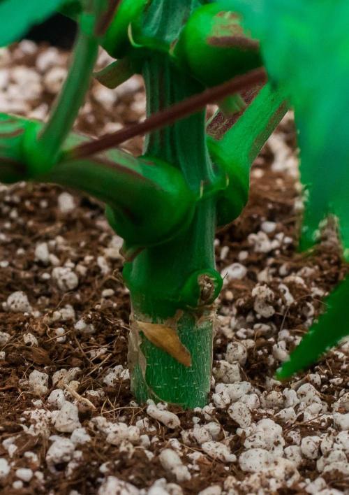 Jelly Donutz. Week 5 - day34