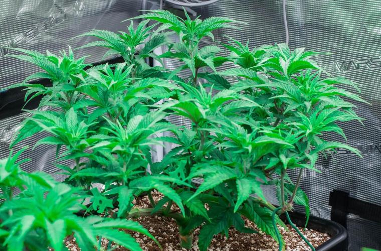 Jelly Donutz. Week 5 - day38