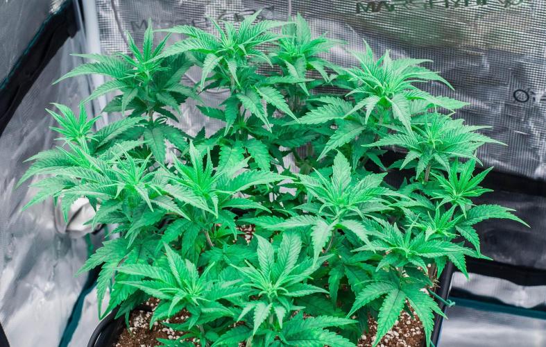 Jelly Donutz. Week 5 - day38