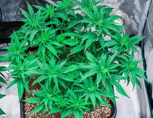 Jelly Donutz. Week 5 - day38