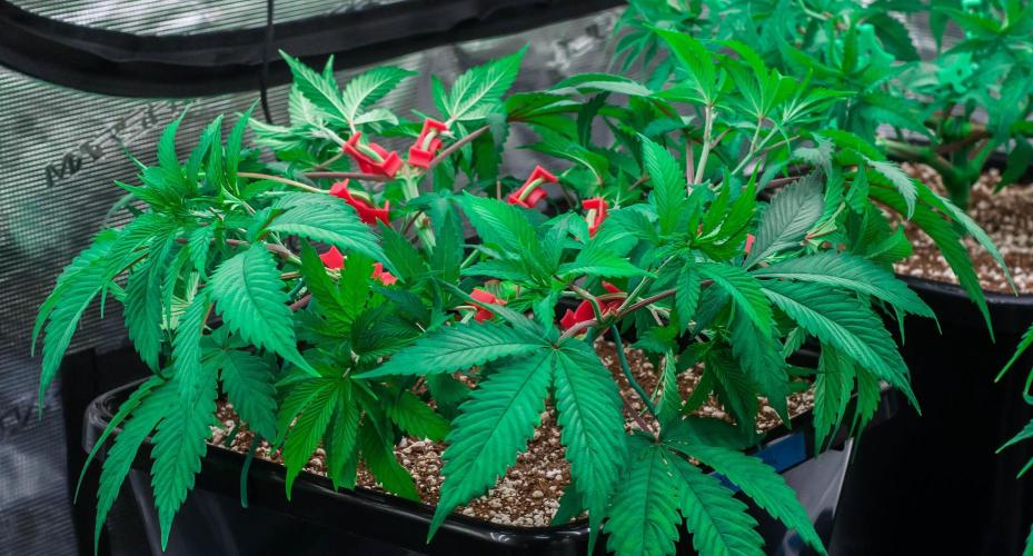 Blue Zushi. Week 5 - day34