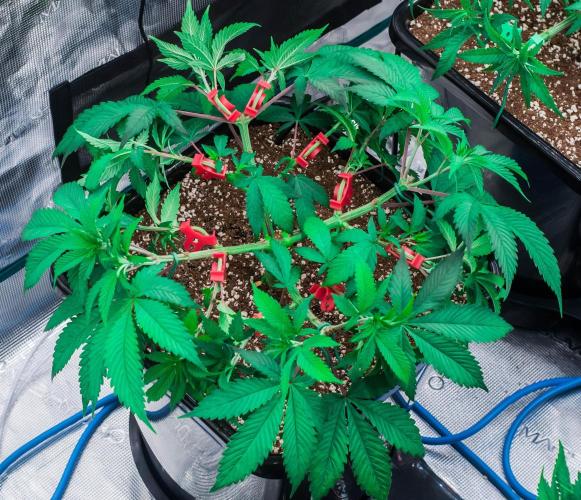 Blue Zushi. Week 5 - day34