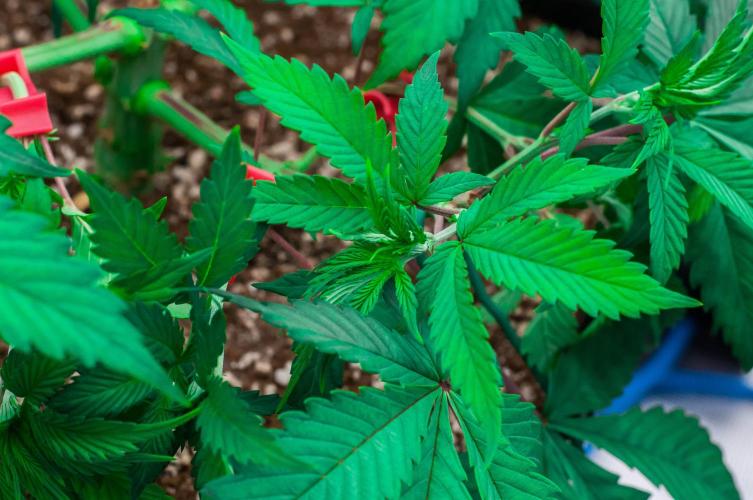 Blue Zushi. Week 5 - day34