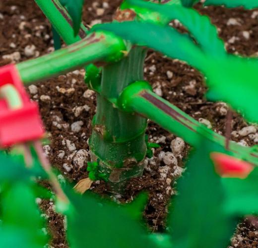 Blue Zushi. Week 5 - day34