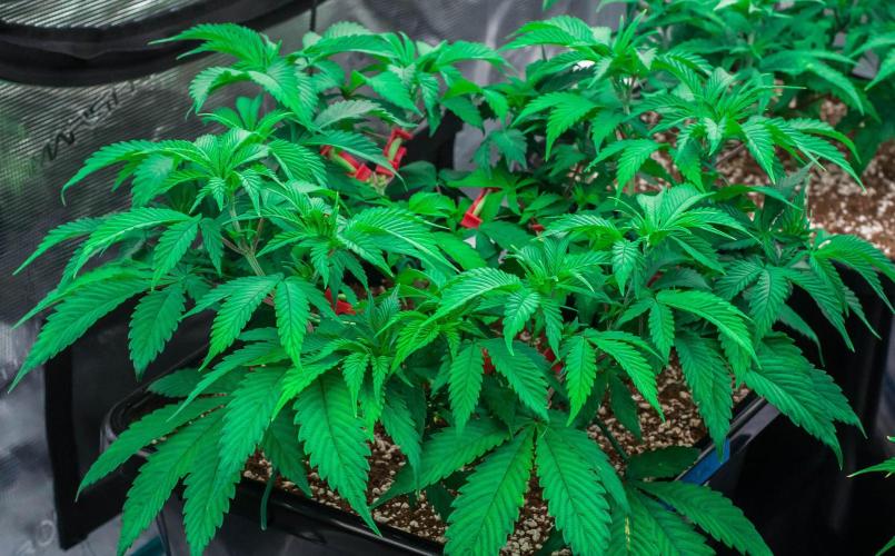 Blue Zushi. Week 5 - day38