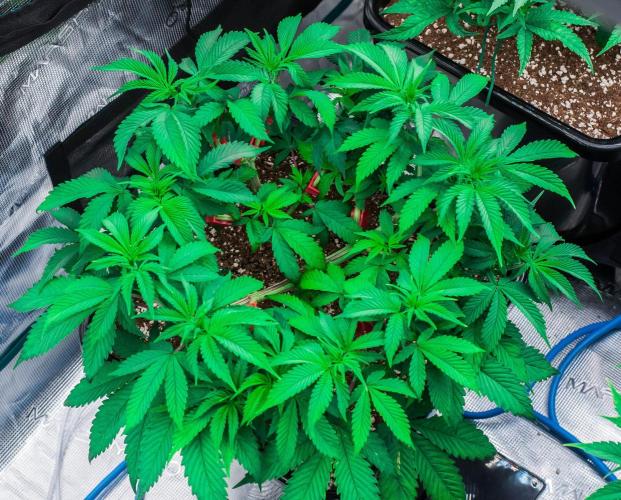 Blue Zushi. Week 5 - day38