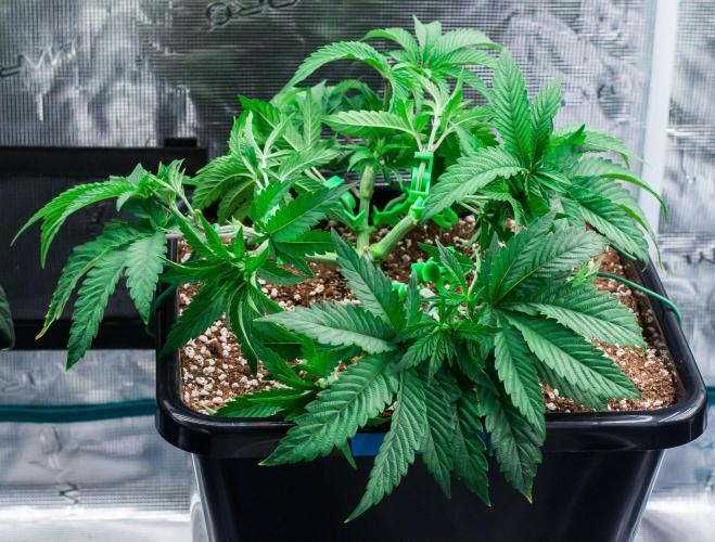 Jelly Breath S1. Week 5 - day34