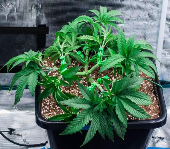 Jelly Breath S1. Week 5 - day34