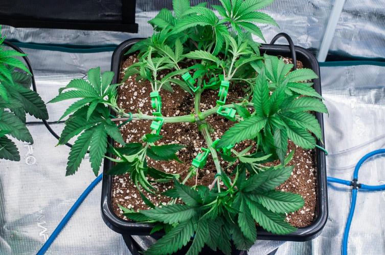 Jelly Breath S1. Week 5 - day34