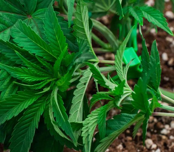 Jelly Breath S1. Week 5 - day34