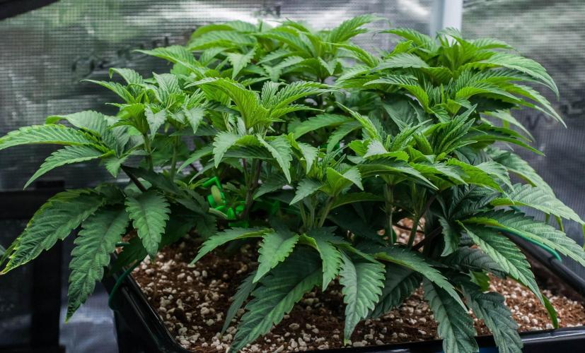 Jelly Breath S1. Week 5 - day38