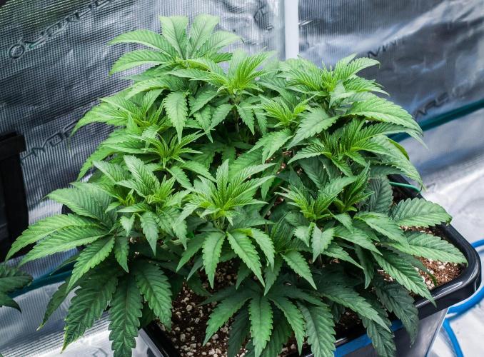 Jelly Breath S1. Week 5 - day38