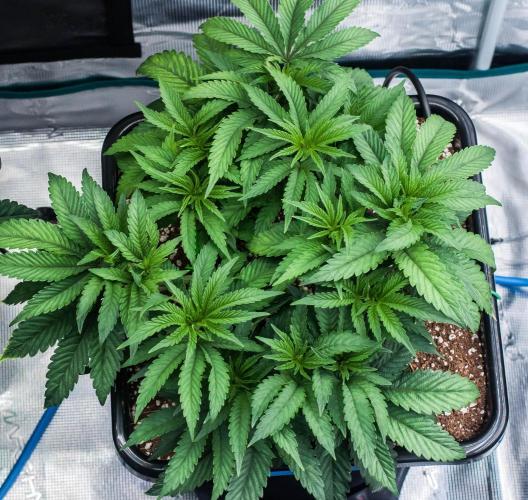 Jelly Breath S1. Week 5 - day38