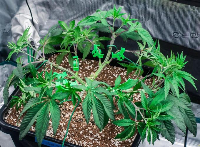 Black Cherry Gushers. Week 5 - day34