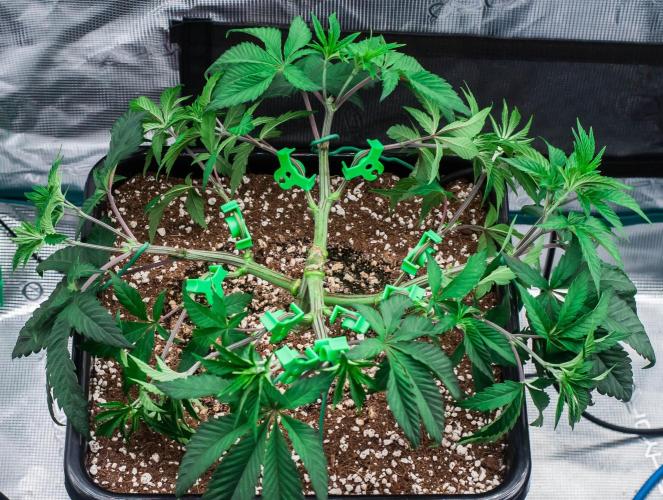 Black Cherry Gushers. Week 5 - day34