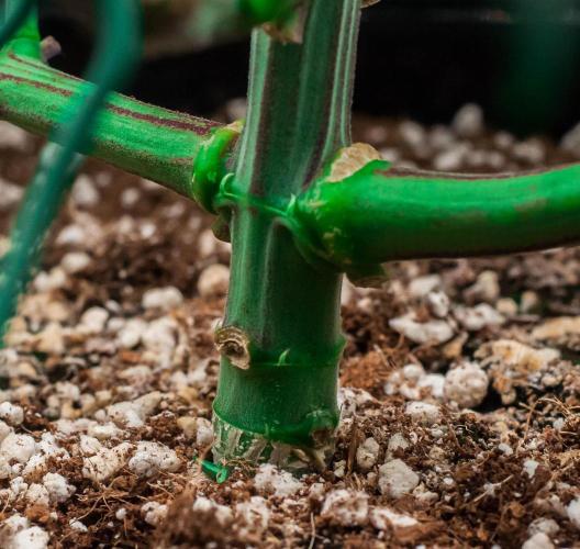 Black Cherry Gushers. Week 5 - day34