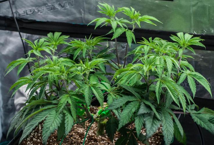 Black Cherry Gushers. Week 5 - day38