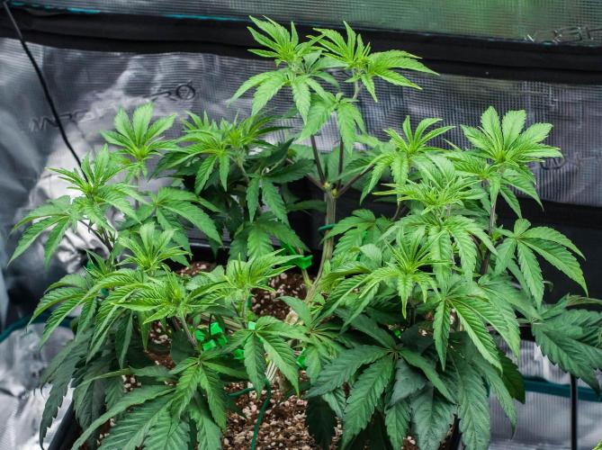 Black Cherry Gushers. Week 5 - day38