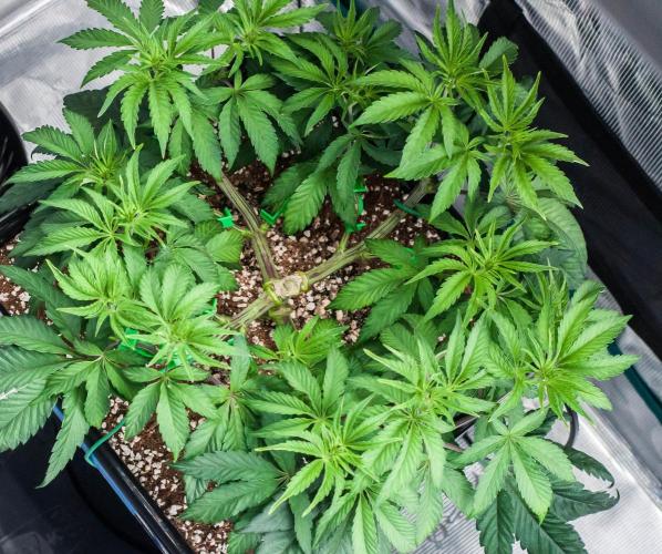 Black Cherry Gushers. Week 5 - day38