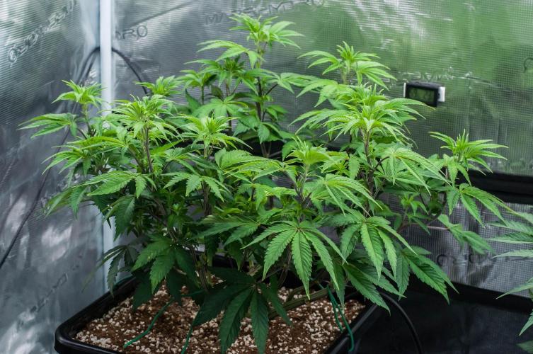 Black Cherry Gushers. Week 6