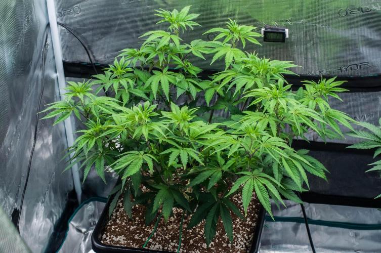 Black Cherry Gushers. Week 6