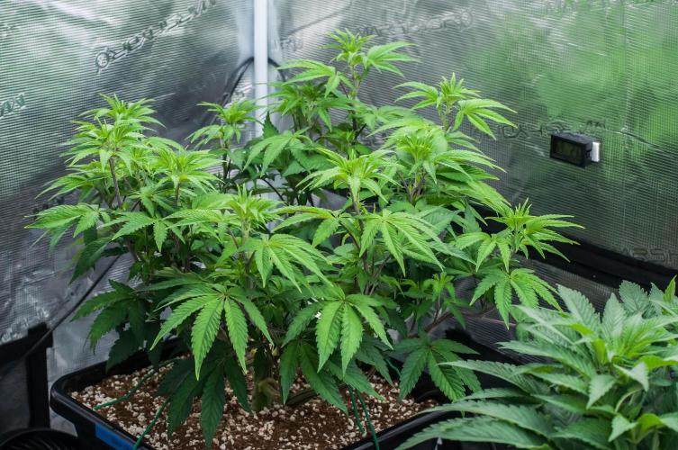 Black Cherry Gushers. Week 6