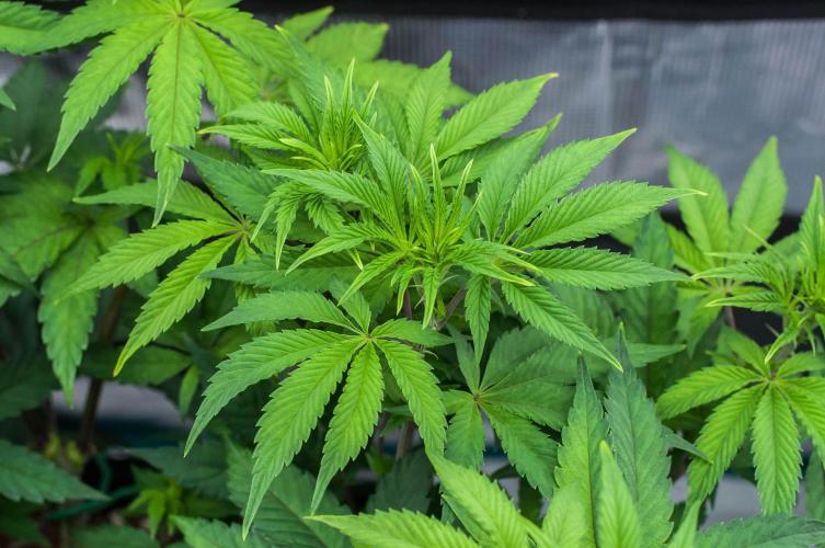 Black Cherry Gushers. Week 6