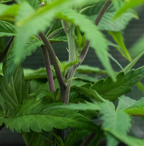 Black Cherry Gushers. Week 6