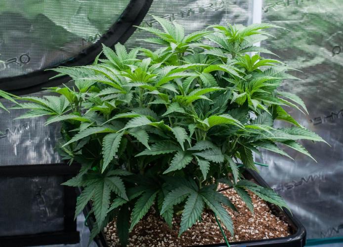 Jelly Breath S1. Week 6