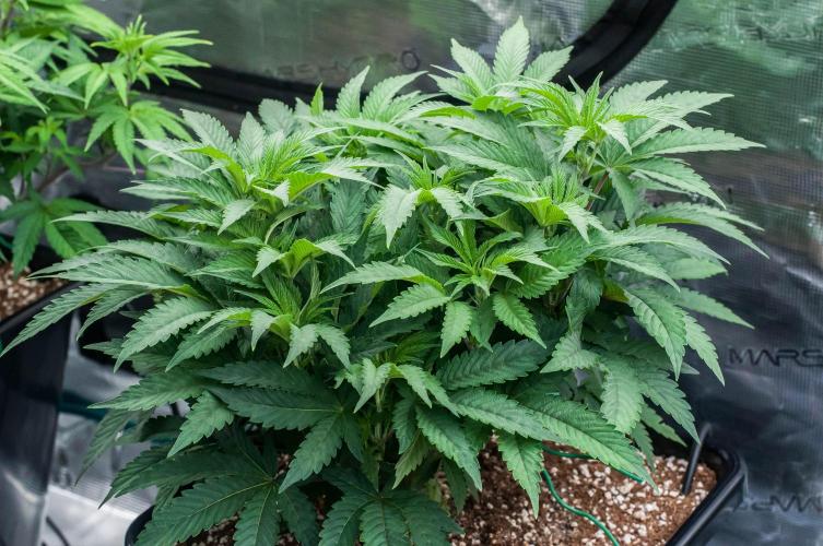 Jelly Breath S1. Week 6