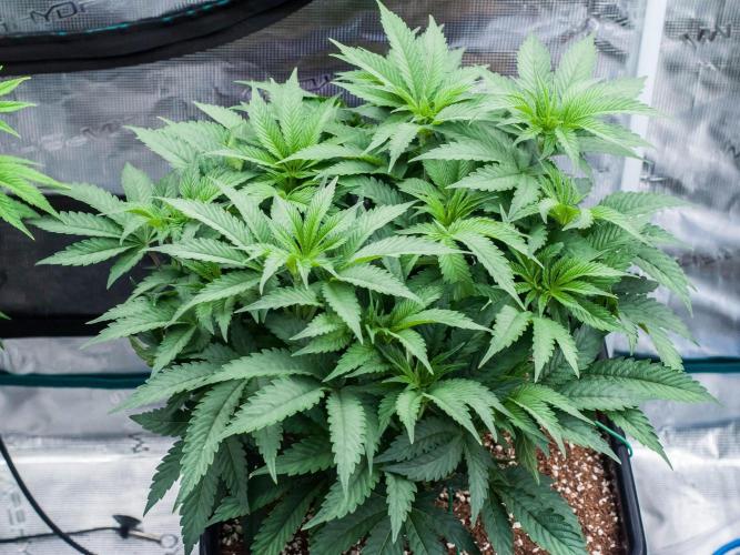 Jelly Breath S1. Week 6