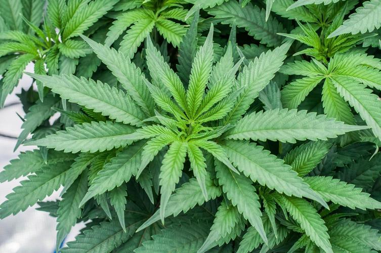 Jelly Breath S1. Week 6