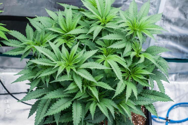 Jelly Breath S1. Week 6