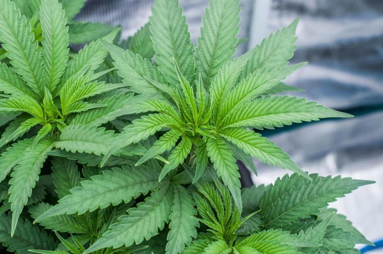 Jelly Breath S1. Week 6