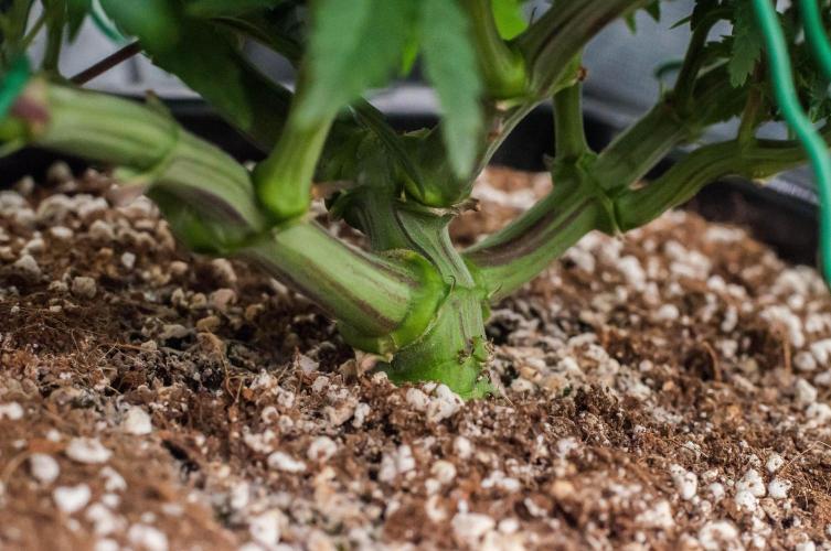 Jelly Breath S1. Week 6